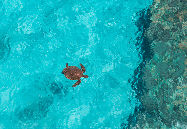 sea turtle